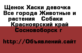 Щенок Хаски девочка - Все города Животные и растения » Собаки   . Красноярский край,Сосновоборск г.